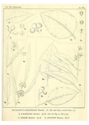 Reproducción/Reproduction 47010175662: A critical revision of the genus Eucalyptus,. Sydney,Gullick,1903-33.. 