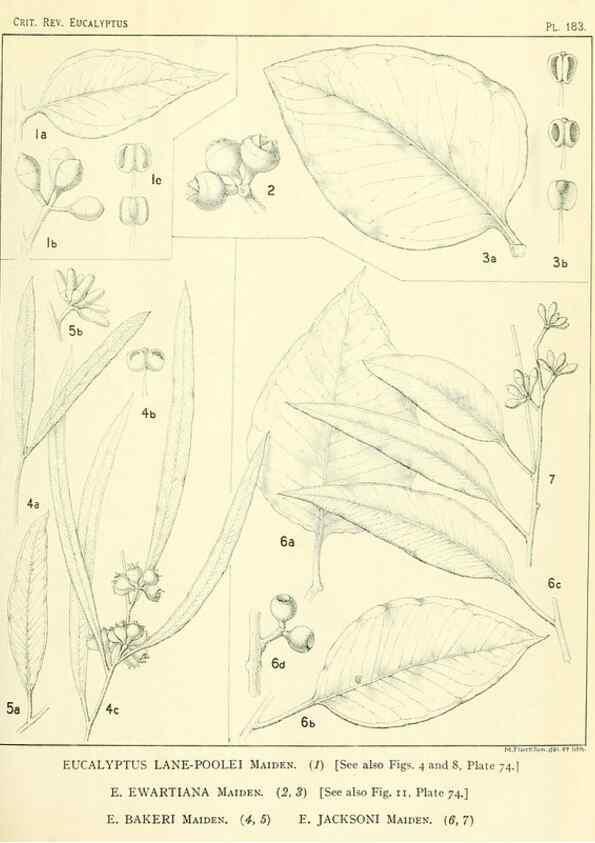 Reproducción/Reproduction 47010175662: A critical revision of the genus Eucalyptus,. Sydney,Gullick,1903-33.. 