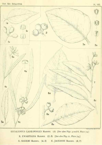 Reproducción/Reproduction 47010175662: A critical revision of the genus Eucalyptus,. Sydney,Gullick,1903-33.. 