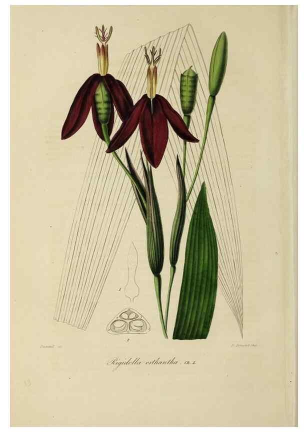 Reproducción/Reproduction 47117358582: Herbier General de l'Amateur.. Paris.. 