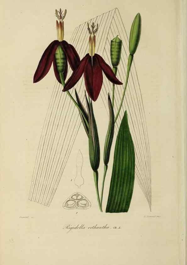 Reproducción/Reproduction 47117358582: Herbier General de l'Amateur.. Paris.. 