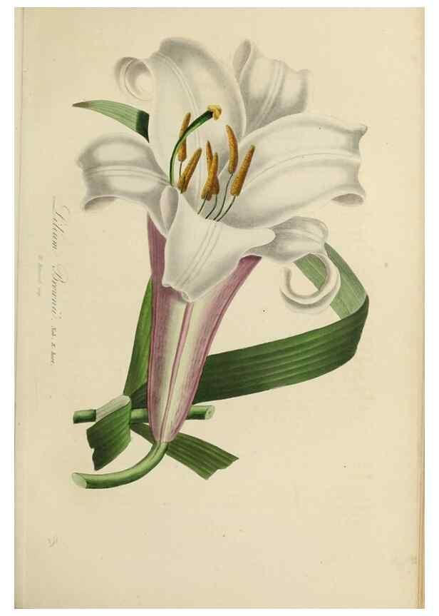 Reproducción/Reproduction 47117359702: Herbier General de l'Amateur.. Paris.. 