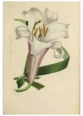 Reproducción/Reproduction 47117359702: Herbier General de l'Amateur.. Paris.. 