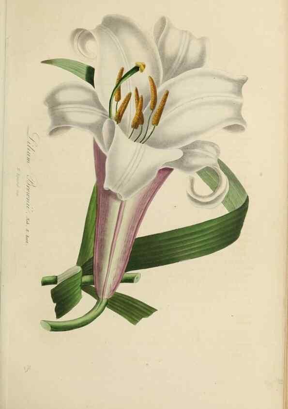Reproducción/Reproduction 47117359702: Herbier General de l'Amateur.. Paris.. 