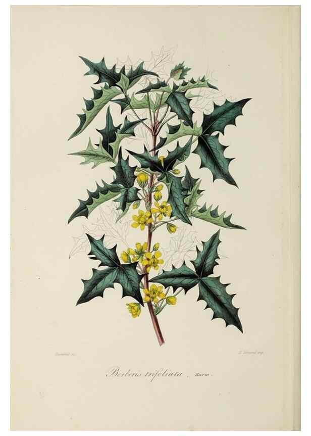 Reproducción/Reproduction 46445814894: Herbier General de l'Amateur.. Paris.. 