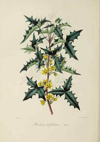Reproducción/Reproduction 46445814894: Herbier General de l'Amateur.. Paris.. 