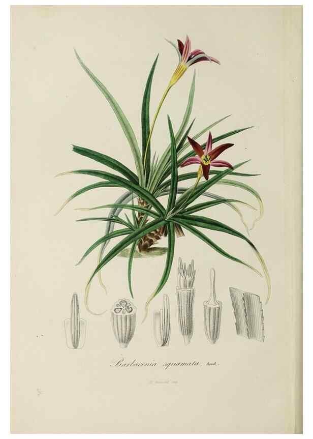 Reproducción/Reproduction 47169307931: Herbier General de l'Amateur.. Paris.. 