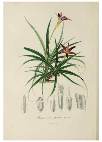 Reproducción/Reproduction 47169307931: Herbier General de l'Amateur.. Paris.. 