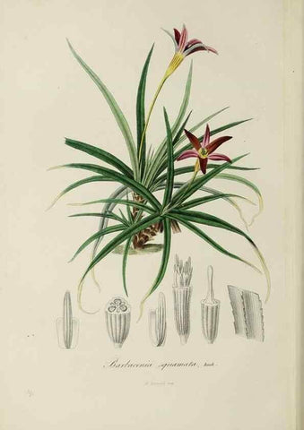 Reproducción/Reproduction 47169307931: Herbier General de l'Amateur.. Paris.. 