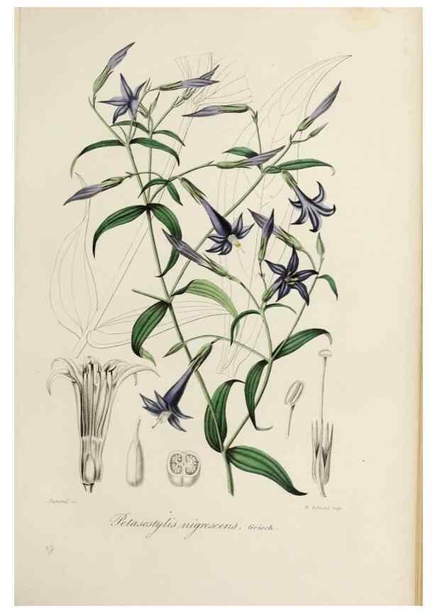 Reproducción/Reproduction 32227551697: Herbier General de l'Amateur.. Paris.. 