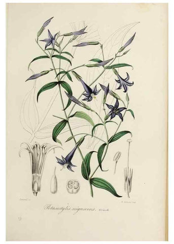 Reproducción/Reproduction 32227551697: Herbier General de l'Amateur.. Paris.. 