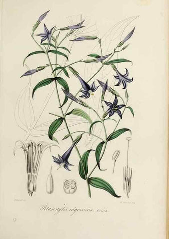 Reproducción/Reproduction 32227551697: Herbier General de l'Amateur.. Paris.. 