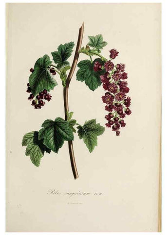 Reproducción/Reproduction 46445817014: Herbier General de l'Amateur.. Paris.. 