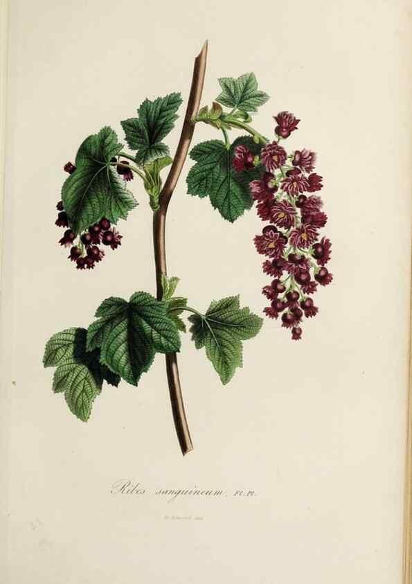 Reproducción/Reproduction 46445817014: Herbier General de l'Amateur.. Paris.. 