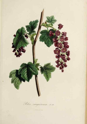Reproducción/Reproduction 46445817014: Herbier General de l'Amateur.. Paris.. 
