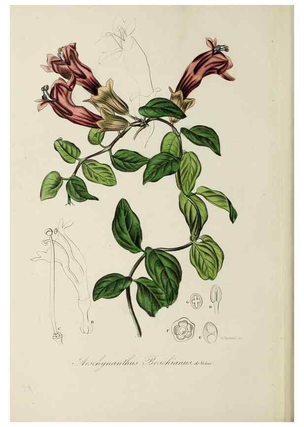 Reproducción/Reproduction 32227552467: Herbier General de l'Amateur.. Paris.. 