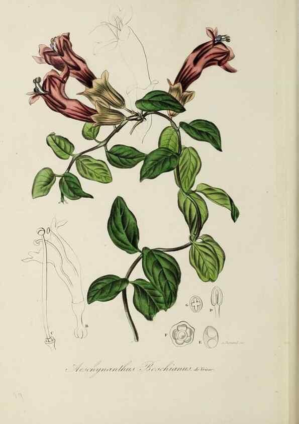 Reproducción/Reproduction 32227552467: Herbier General de l'Amateur.. Paris.. 