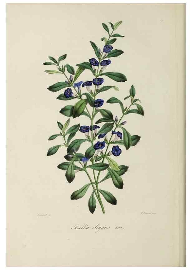 Reproducción/Reproduction 47117365272: Herbier General de l'Amateur.. Paris.. 