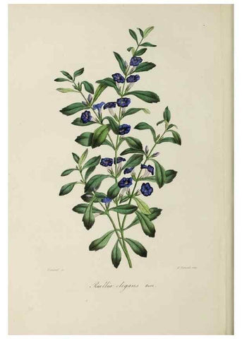 Reproducción/Reproduction 47117365272: Herbier General de l'Amateur.. Paris.. 