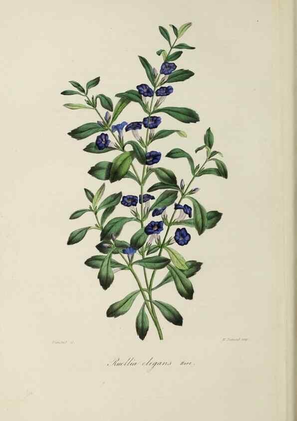 Reproducción/Reproduction 47117365272: Herbier General de l'Amateur.. Paris.. 
