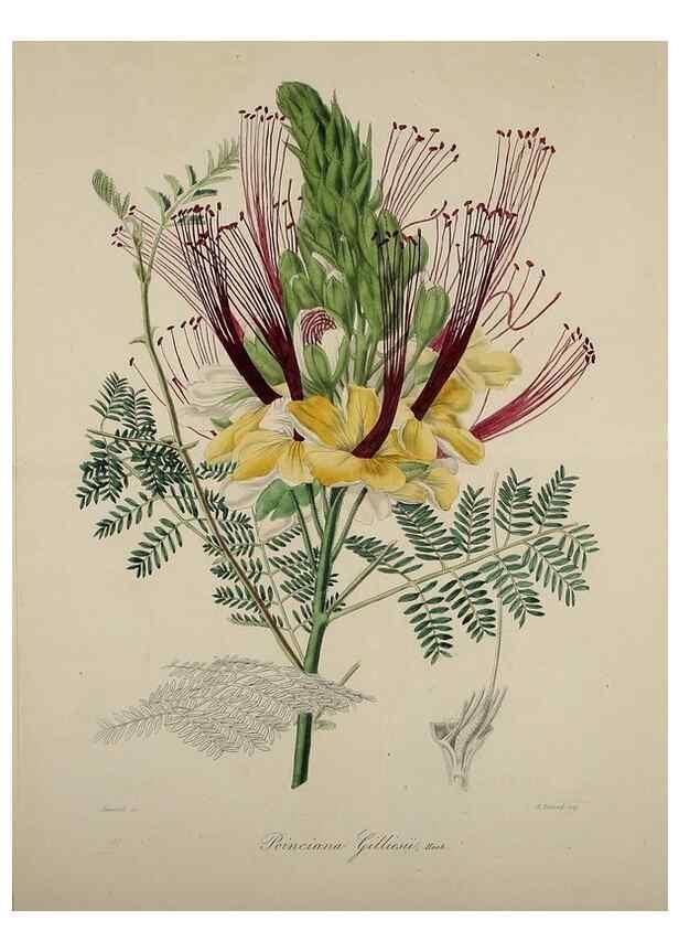 Reproducción/Reproduction 40204447113: Herbier General de l'Amateur.. Paris.. 