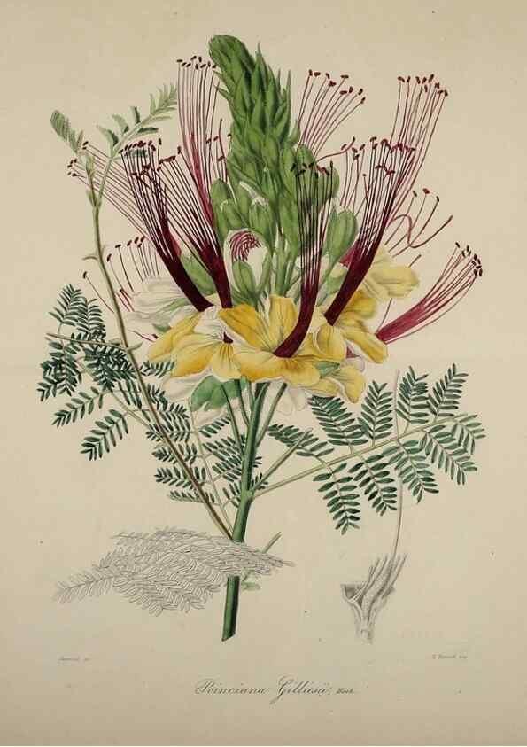 Reproducción/Reproduction 40204447113: Herbier General de l'Amateur.. Paris.. 