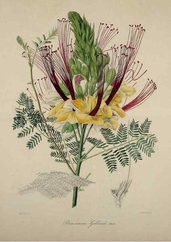 Reproducción/Reproduction 40204447113: Herbier General de l'Amateur.. Paris.. 