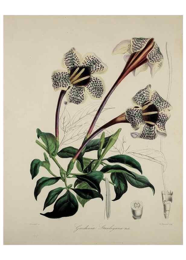 Reproducción/Reproduction 47169310931: Herbier General de l'Amateur.. Paris.. 