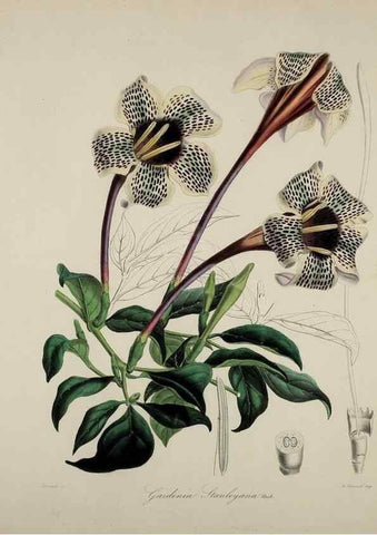 Reproducción/Reproduction 47169310931: Herbier General de l'Amateur.. Paris.. 