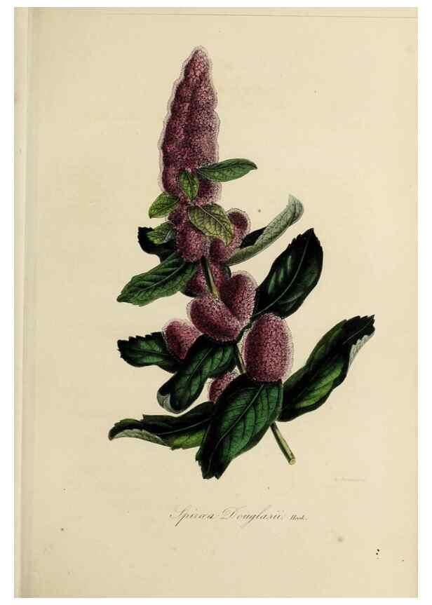 Reproducción/Reproduction 47169311561: Herbier General de l'Amateur.. Paris.. 