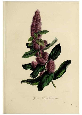 Reproducción/Reproduction 47169311561: Herbier General de l'Amateur.. Paris.. 