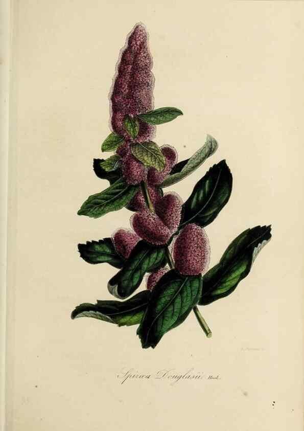 Reproducción/Reproduction 47169311561: Herbier General de l'Amateur.. Paris.. 
