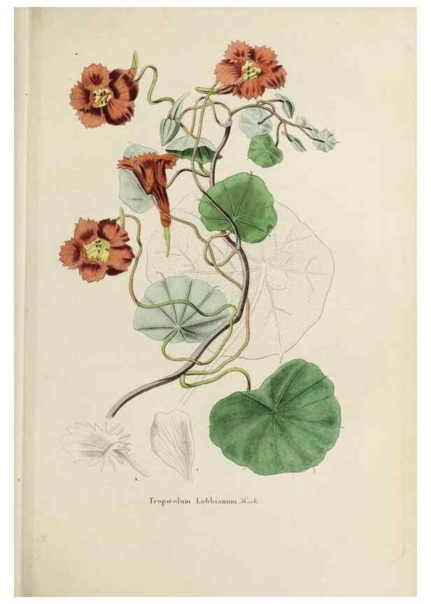 Reproducción/Reproduction 33294198698: Herbier General de l'Amateur.. Paris.. 
