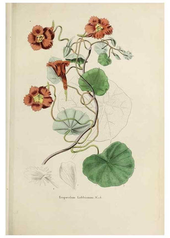 Reproducción/Reproduction 33294198698: Herbier General de l'Amateur.. Paris.. 