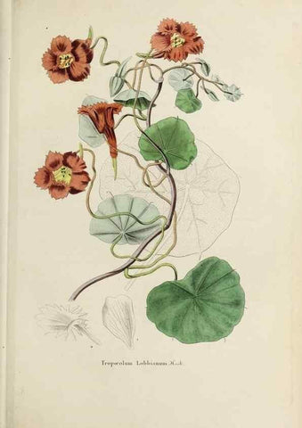 Reproducción/Reproduction 33294198698: Herbier General de l'Amateur.. Paris.. 