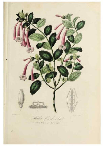 Reproducción/Reproduction 47169313381: Herbier General de l'Amateur.. Paris.. 