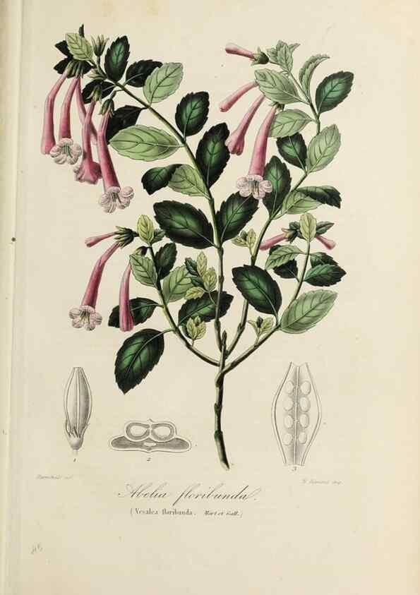 Reproducción/Reproduction 47169313381: Herbier General de l'Amateur.. Paris.. 
