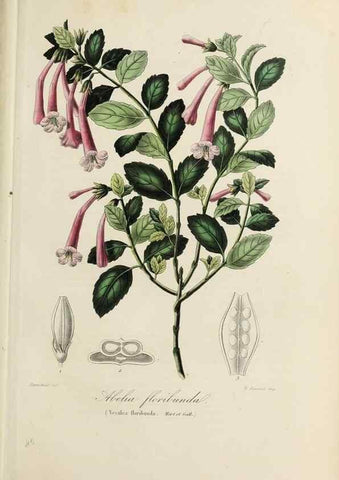 Reproducción/Reproduction 47169313381: Herbier General de l'Amateur.. Paris.. 