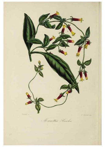 Reproducción/Reproduction 46445821204: Herbier General de l'Amateur.. Paris.. 