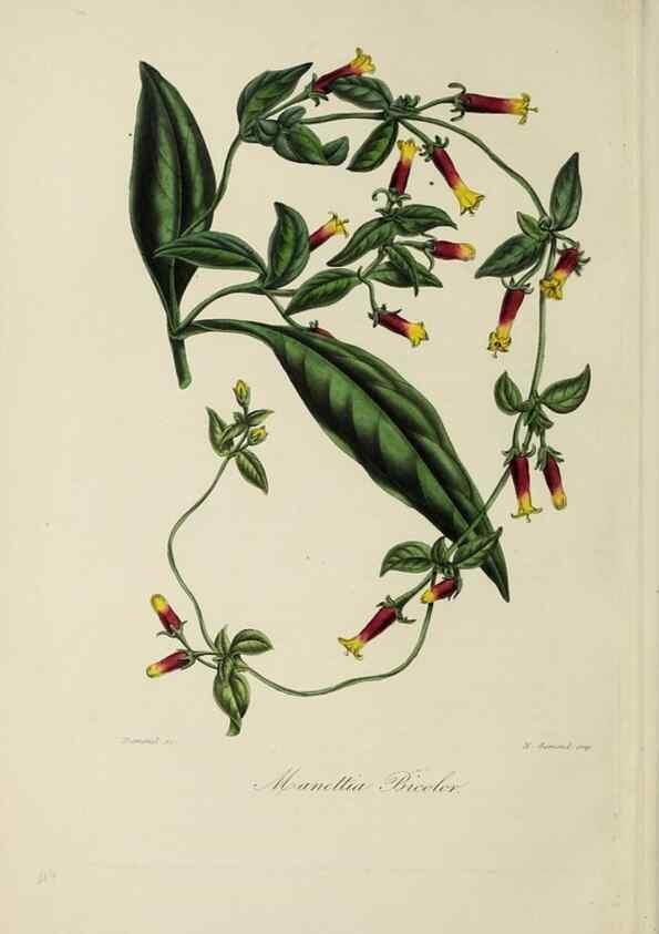 Reproducción/Reproduction 46445821204: Herbier General de l'Amateur.. Paris.. 