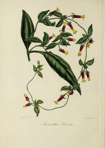 Reproducción/Reproduction 46445821204: Herbier General de l'Amateur.. Paris.. 