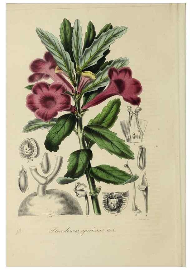 Reproducción/Reproduction 47169315451: Herbier General de l'Amateur.. Paris.. 