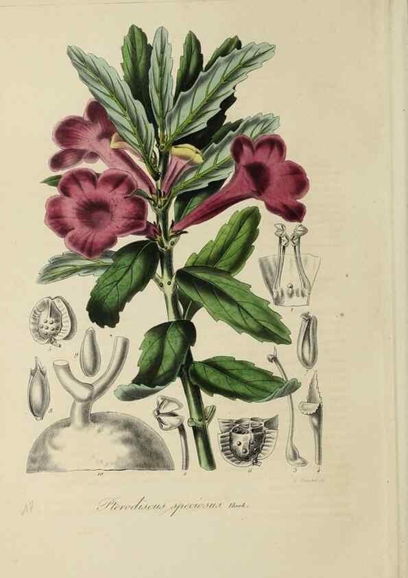 Reproducción/Reproduction 47169315451: Herbier General de l'Amateur.. Paris.. 