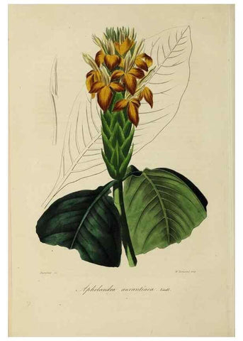 Reproducción/Reproduction 32227549057: Herbier General de l'Amateur.. Paris.. 