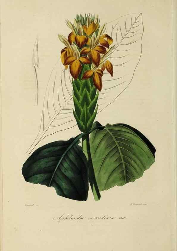 Reproducción/Reproduction 32227549057: Herbier General de l'Amateur.. Paris.. 
