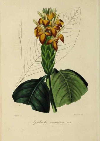 Reproducción/Reproduction 32227549057: Herbier General de l'Amateur.. Paris.. 