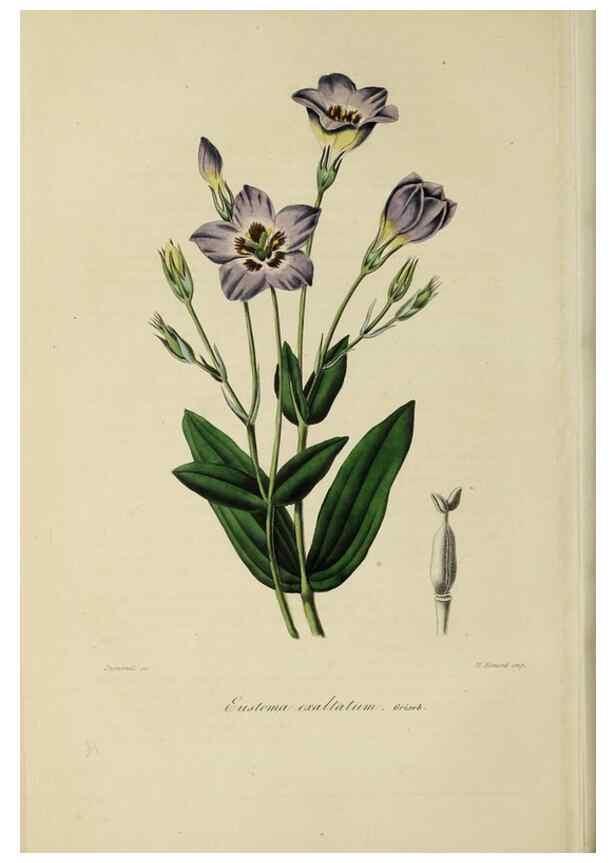 Reproducción/Reproduction 47117356282: Herbier General de l'Amateur.. Paris.. 