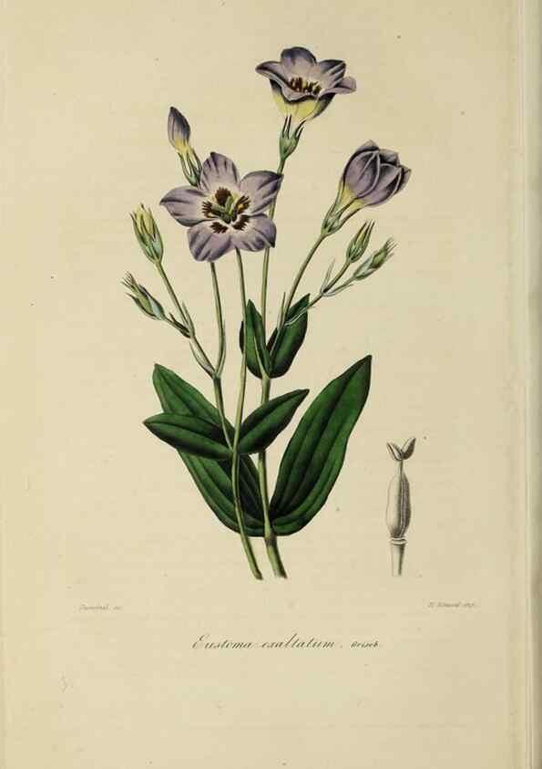 Reproducción/Reproduction 47117356282: Herbier General de l'Amateur.. Paris.. 