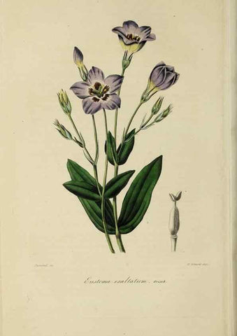 Reproducción/Reproduction 47117356282: Herbier General de l'Amateur.. Paris.. 