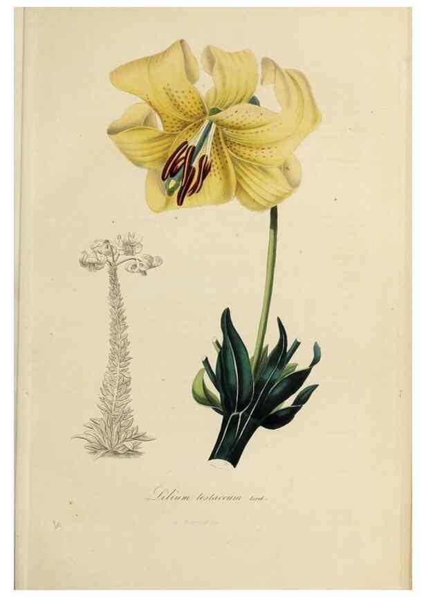Reproducción/Reproduction 33294193508: Herbier General de l'Amateur.. Paris.. 